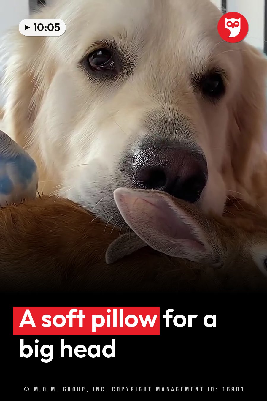 Bailey, a golden retriever, rests his head on a small brown stuffed animal with a pink inner ear. A headline runs in white letters across the lower third.