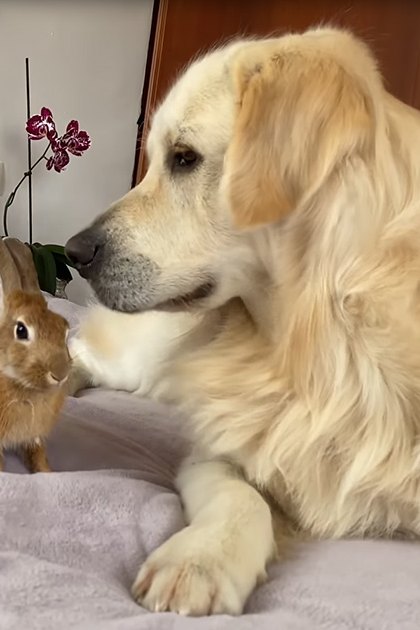 A golden retriever interacts with rabbits in a cozy bedroom, with colorful pillows and a sunflower design.
