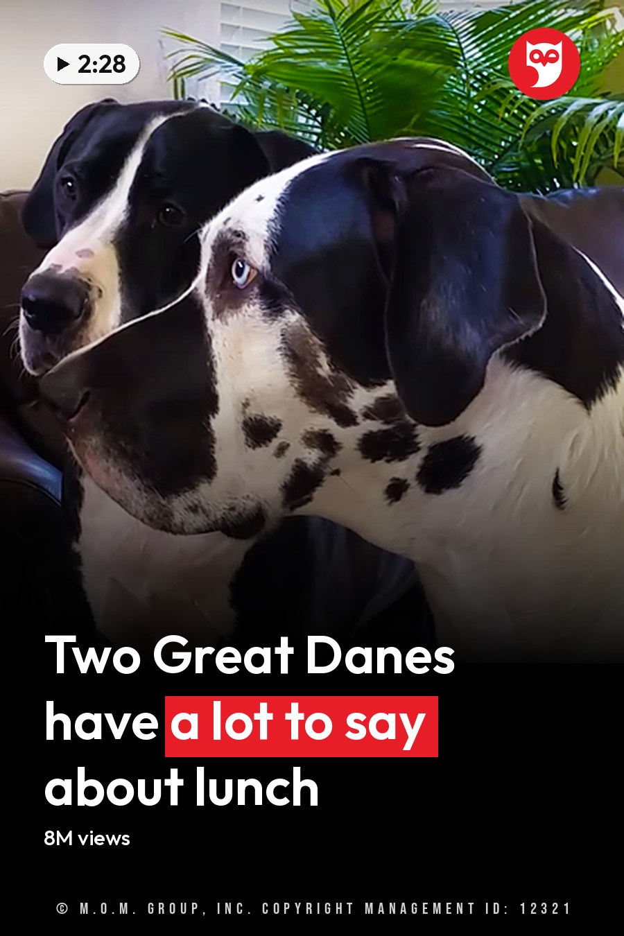 Two Great Dane dogs with one predominantly white fur and black spots and the other mostly black with some white markings are interacting with an adult male in a living room setting. The scene includes a dark leather couch, potted plant with green leaves, framed artwork on the wall, and natural light from windows covered by blinds. The headline runs in white letters across the lower third.