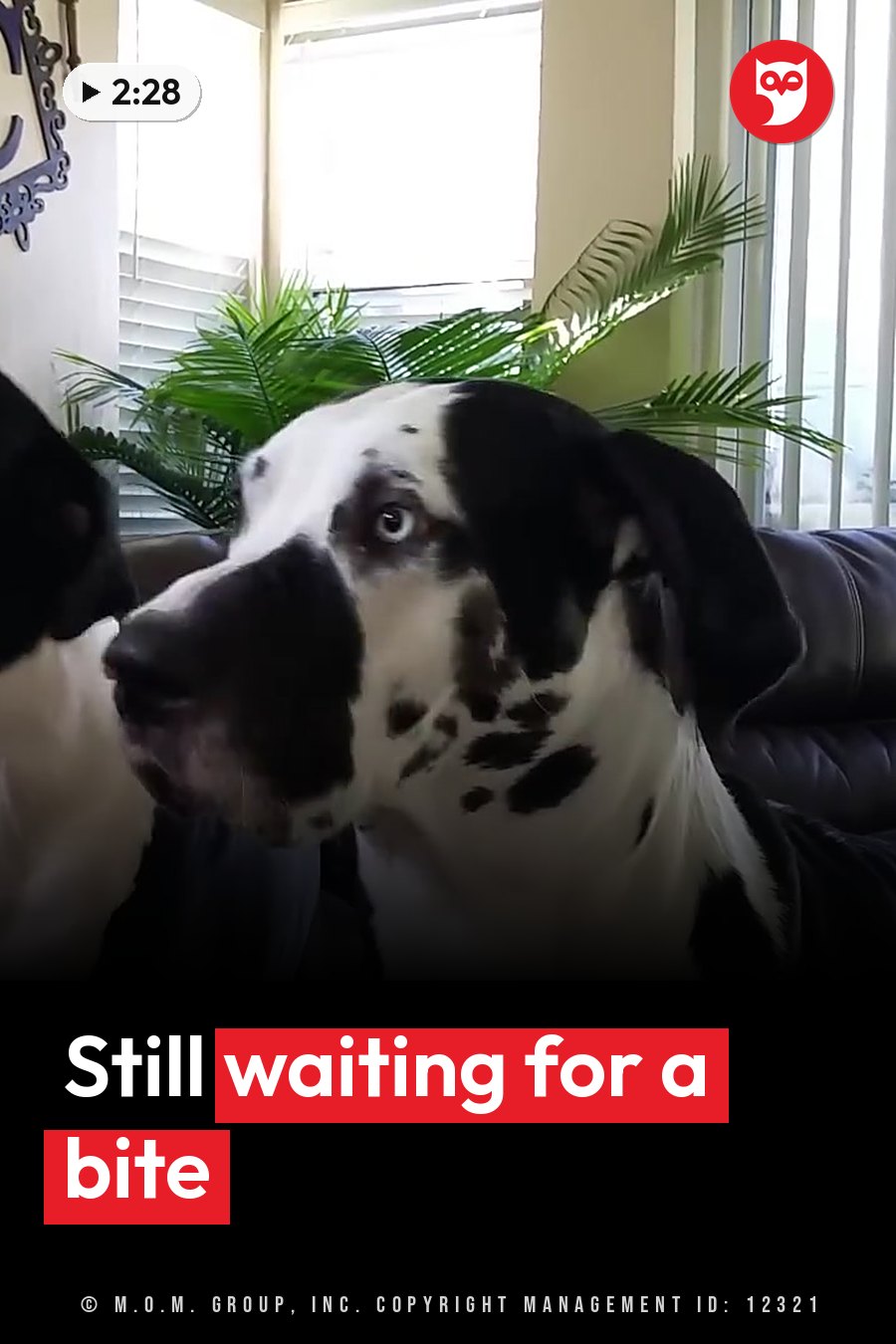 A black-and-white Great Dane sits on a couch near a plant and a window, looking to the left. A headline runs in white letters across the lower third.