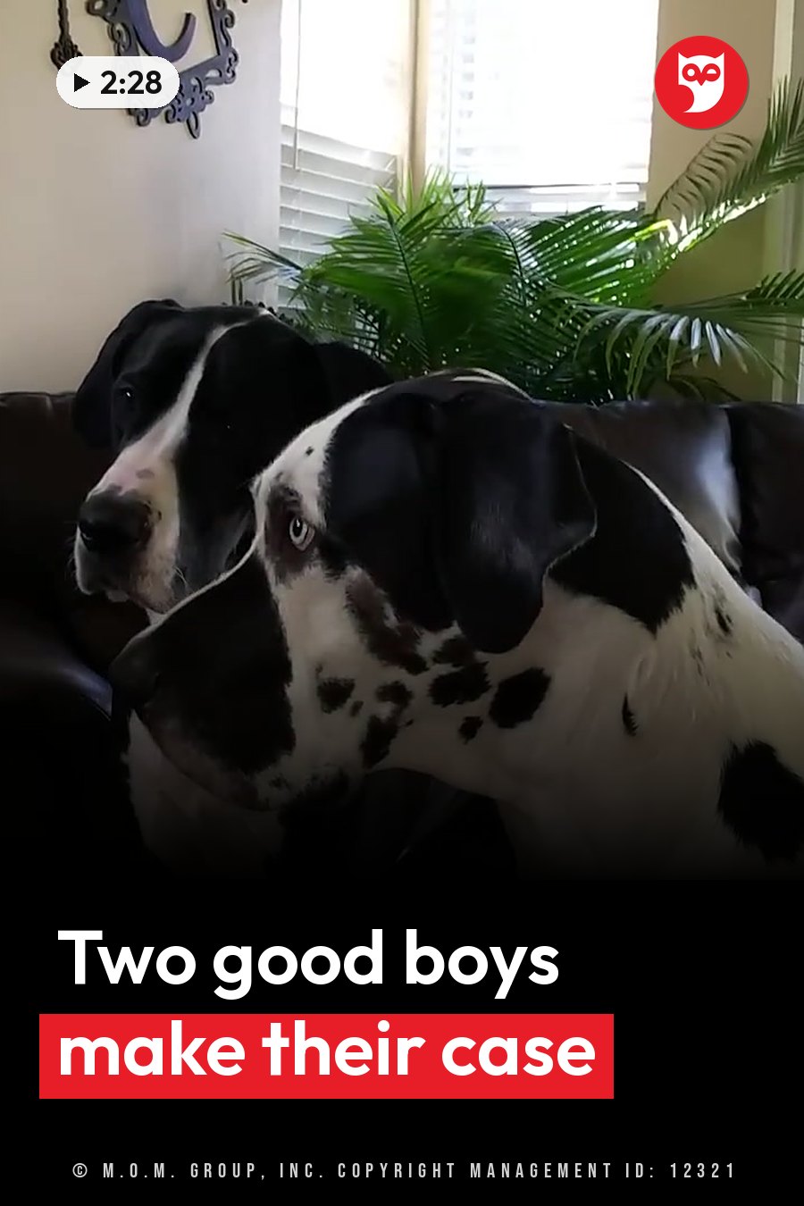 Two black-and-white Great Danes sit side by side on a dark couch near a green plant and a window. A headline runs in white letters across the lower third.