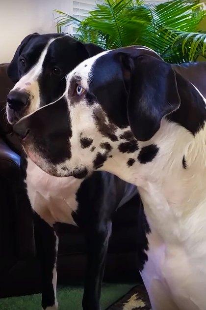 Two Great Dane dogs with one predominantly white fur and black spots and the other mostly black with some white markings are interacting with an adult male in a living room setting. The scene includes a dark leather couch, potted plant with green leaves, framed artwork on the wall, and natural light from windows covered by blinds.