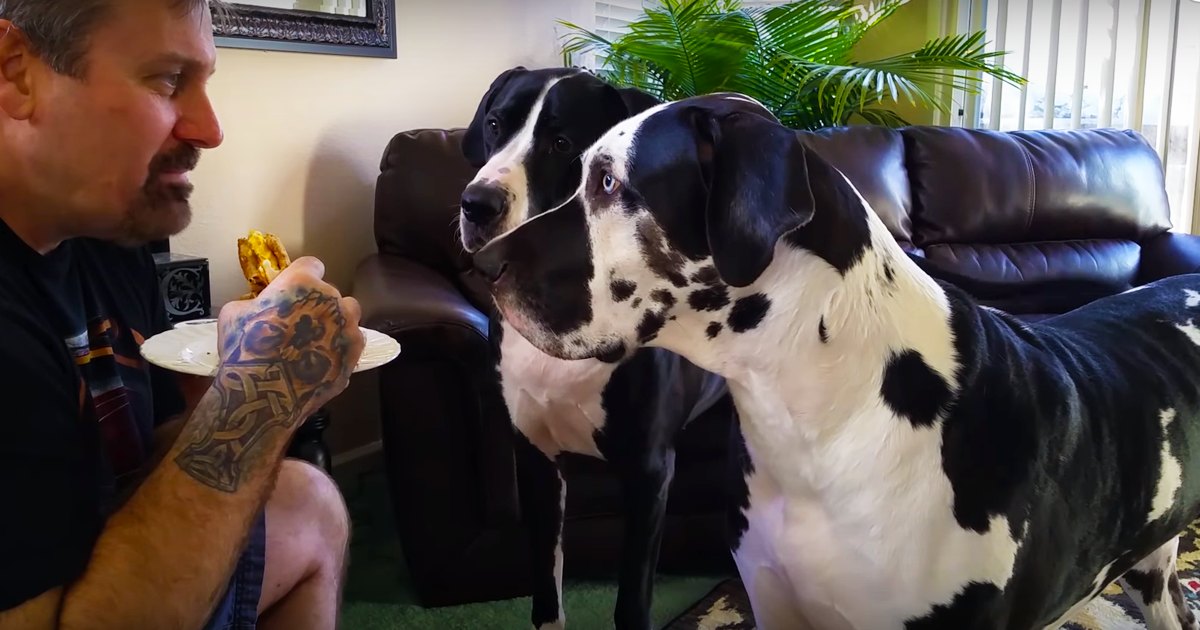 Two Great Dane dogs with one predominantly white fur and black spots and the other mostly black with some white markings are interacting with an adult male in a living room setting. The scene includes a dark leather couch, potted plant with green leaves, framed artwork on the wall, and natural light from windows covered by blinds.