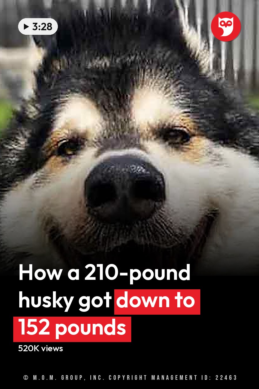 A middle-aged Alaskan Malamute with a black and white coat, standing outdoors on grass near wooden structures in bright daylight during summer or spring. The headline runs in white letters across the lower third.