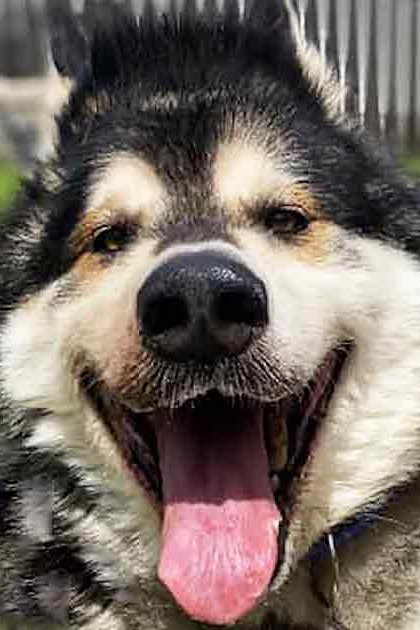 A middle-aged Alaskan Malamute with a black and white coat, standing outdoors on grass near wooden structures in bright daylight during summer or spring.