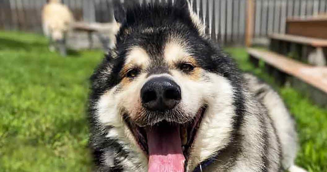 A middle-aged Alaskan Malamute with a black and white coat, standing outdoors on grass near wooden structures in bright daylight during summer or spring.