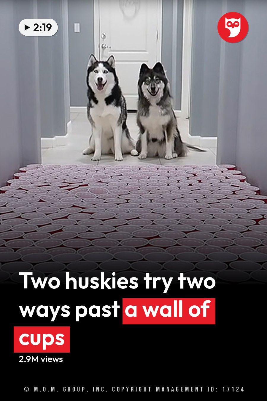 Two huskies with predominantly white fur and black markings sit at the end of a hallway, surrounded by red plastic cups arranged in a triangular formation on the tiled floor within a brightly lit residential home. The headline runs in white letters across the lower third.