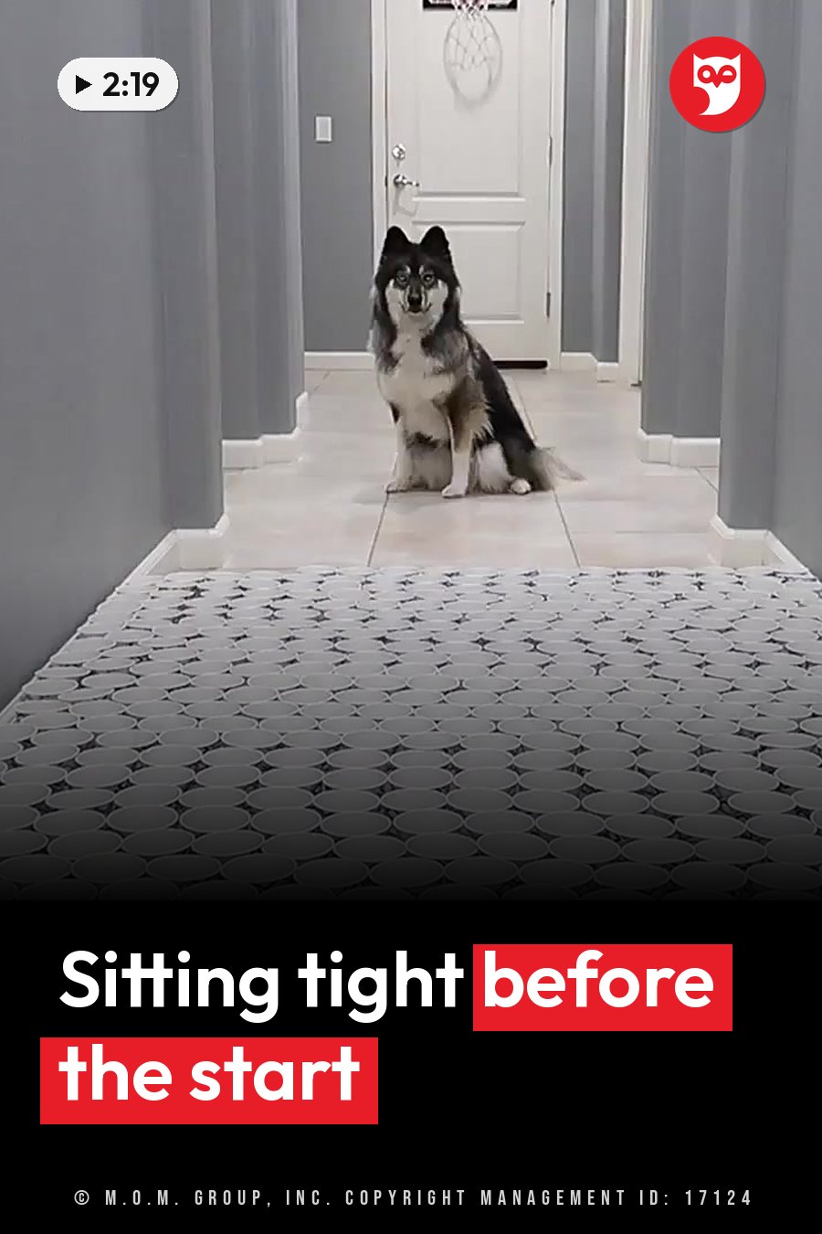 A dog sits on a tiled floor in a hallway with gray walls and a white door at the far end. A headline runs in white letters across the lower third.