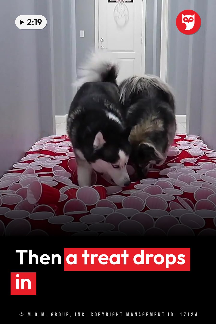Two dogs sniff through a floor covered with red plastic cups. A headline runs in white letters across the lower third.