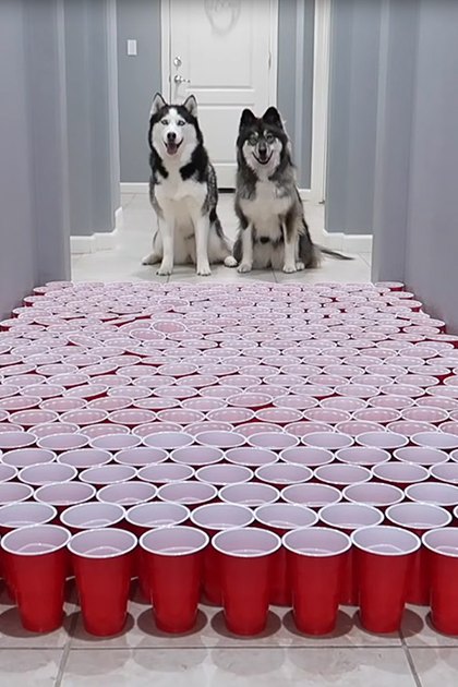 Two huskies with predominantly white fur and black markings sit at the end of a hallway, surrounded by red plastic cups arranged in a triangular formation on the tiled floor within a brightly lit residential home.