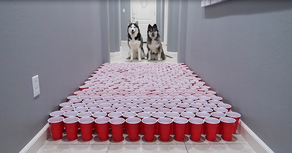 Two huskies with predominantly white fur and black markings sit at the end of a hallway, surrounded by red plastic cups arranged in a triangular formation on the tiled floor within a brightly lit residential home.