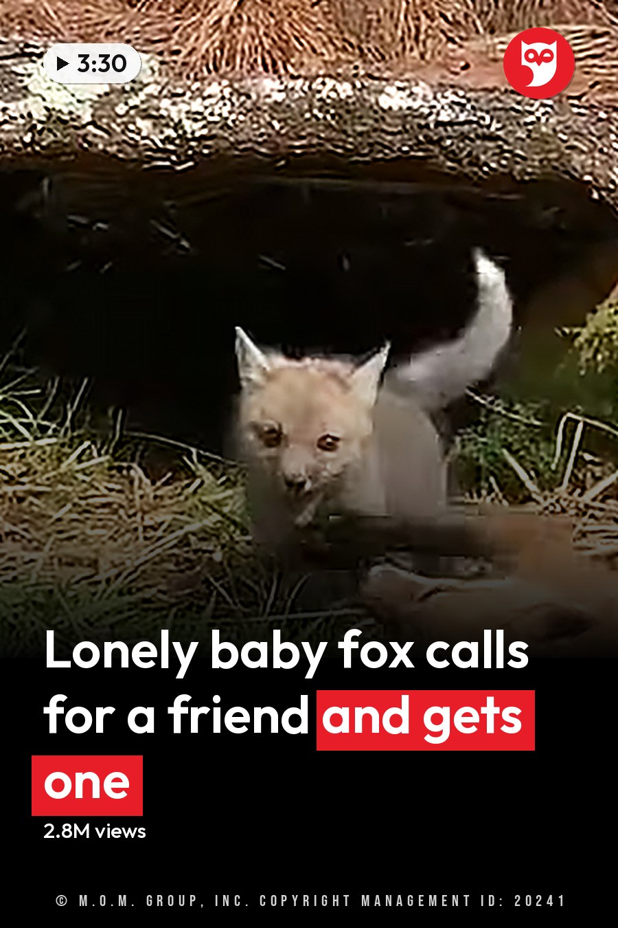 A juvenile fox cub with tan fur and darker spots in a forested area, surrounded by grass and fallen branches. A domestic shorthair cat is also present, with black and white fur. The headline runs in white letters across the lower third.