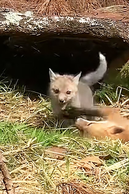 A juvenile fox cub with tan fur and darker spots in a forested area, surrounded by grass and fallen branches. A domestic shorthair cat is also present, with black and white fur.