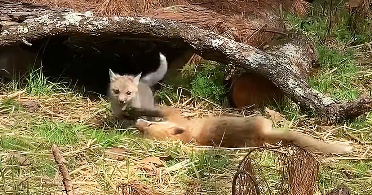 A juvenile fox cub with tan fur and darker spots in a forested area, surrounded by grass and fallen branches. A domestic shorthair cat is also present, with black and white fur.