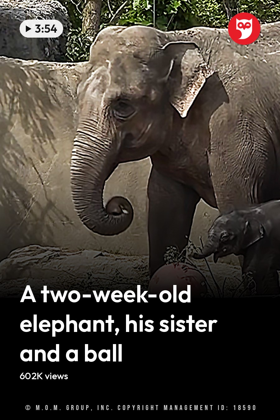 An adult Asian elephant with a baby elephant in its zoo enclosure during daytime. The headline runs in white letters across the lower third.