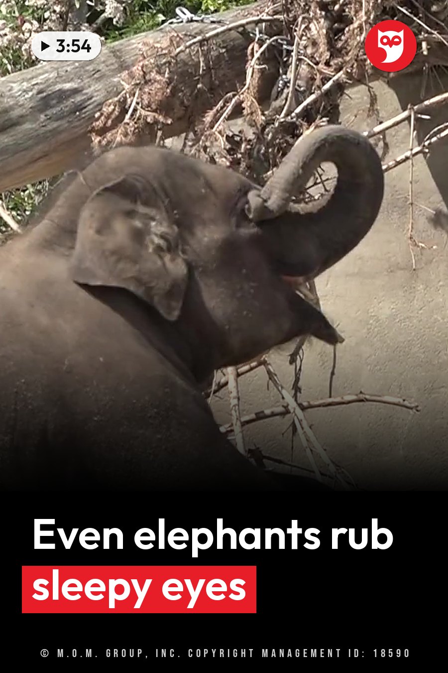 An elephant stands beside a fallen log and branches with its trunk curled up near its face. A headline runs in white letters across the lower third.