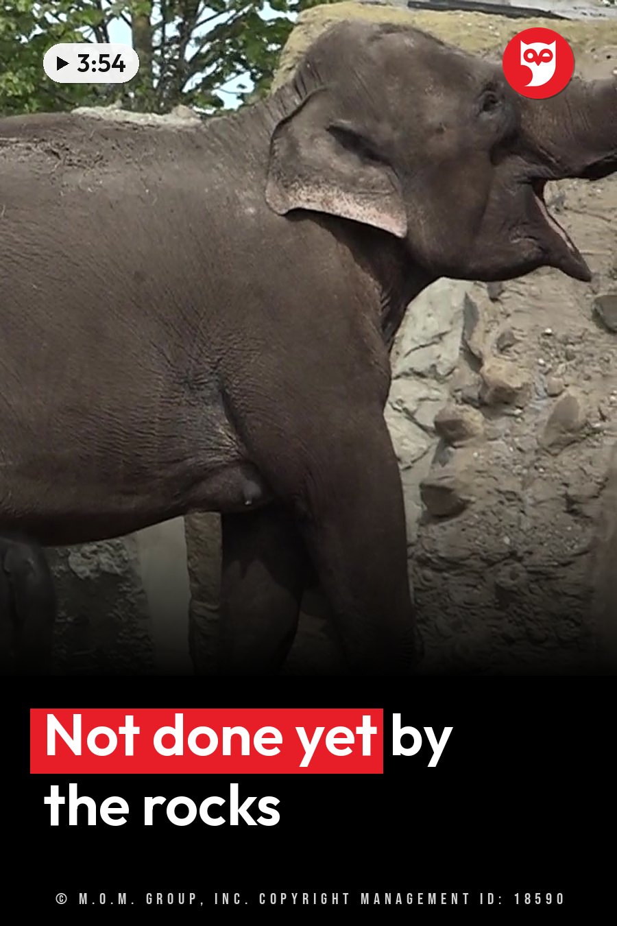 An elephant stands near rocks with its mouth open. A headline runs in white letters across the lower third.