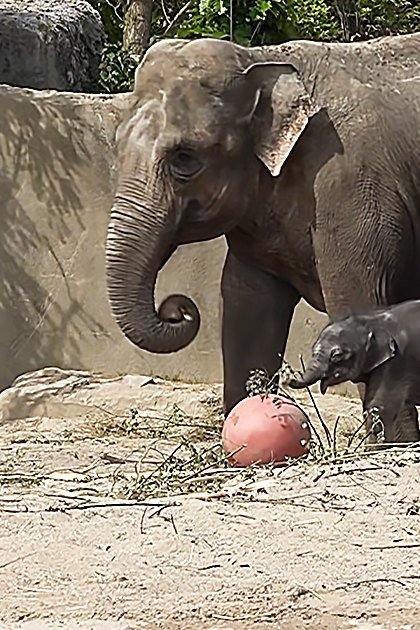 An adult Asian elephant with a baby elephant in its zoo enclosure during daytime.