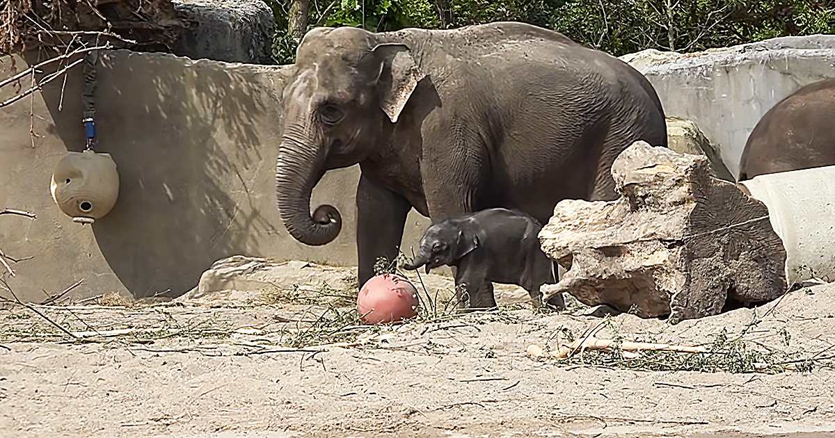 An adult Asian elephant with a baby elephant in its zoo enclosure during daytime.