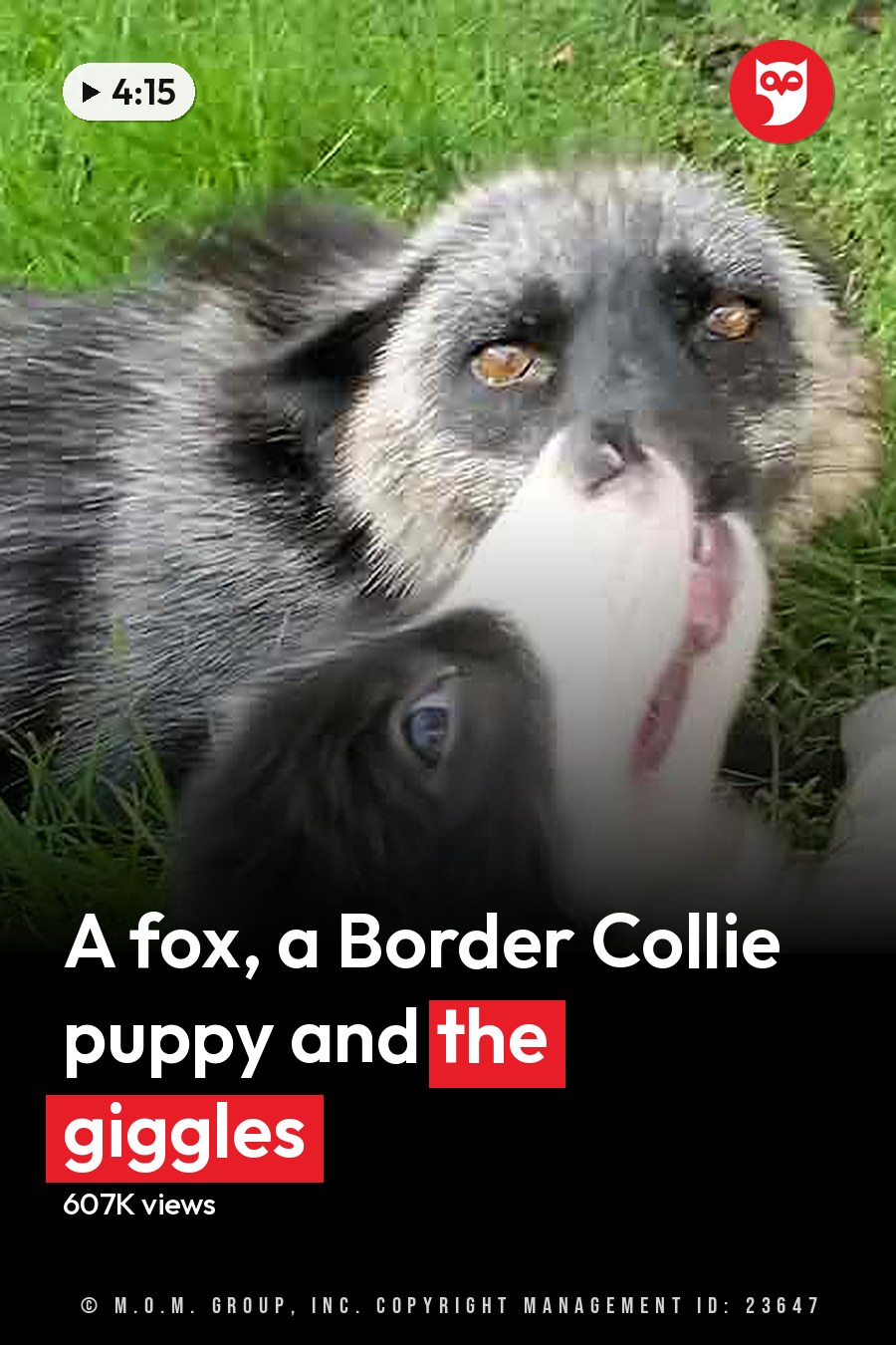 Two Border Collie mix puppies with black and white fur play in a grassy outdoor area under natural daylight; spring or summer season. The headline runs in white letters across the lower third.