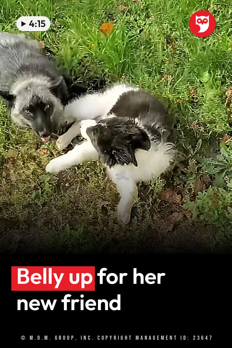 A black-and-white puppy lies on her back in the grass while a second animal lies close by and watches. A headline runs in white letters across the lower third.