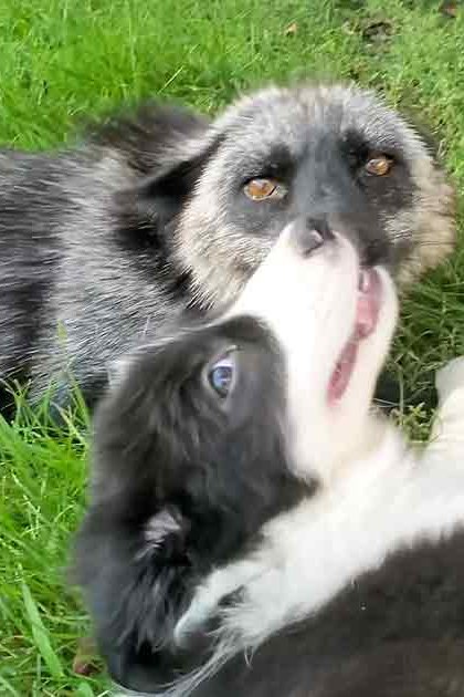 Two Border Collie mix puppies with black and white fur play in a grassy outdoor area under natural daylight; spring or summer season.