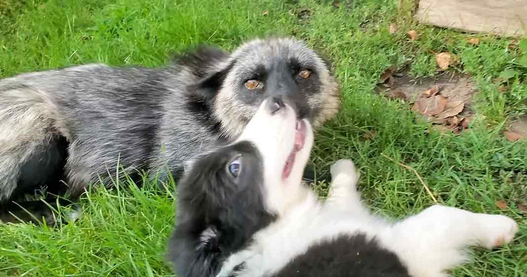 Two Border Collie mix puppies with black and white fur play in a grassy outdoor area under natural daylight; spring or summer season.