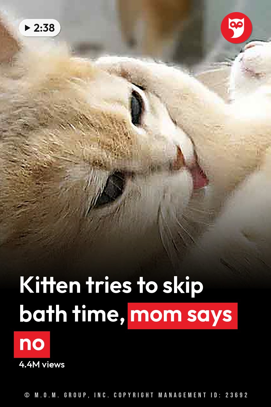 Two young kittens with light beige fur in an indoor setting, likely a living room or kitchen area. The scene is lit by natural daylight. The headline runs in white letters across the lower third.