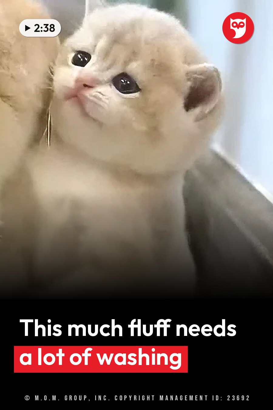 A small fluffy kitten with large dark eyes looks upward while being held by a person. A headline runs in white letters across the lower third.