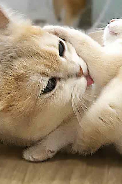 Two young kittens with light beige fur in an indoor setting, likely a living room or kitchen area. The scene is lit by natural daylight.