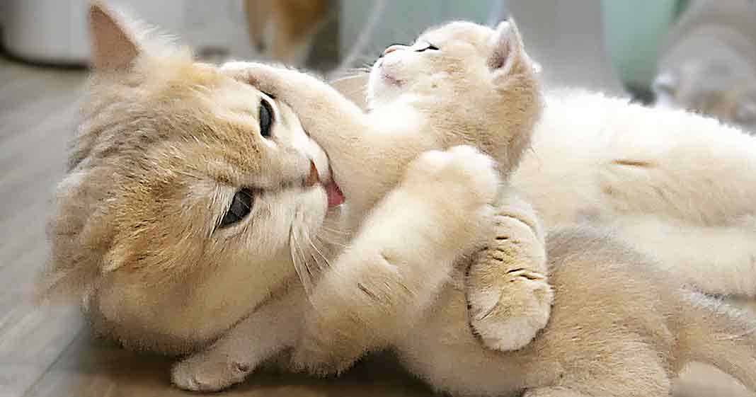 Two young kittens with light beige fur in an indoor setting, likely a living room or kitchen area. The scene is lit by natural daylight.