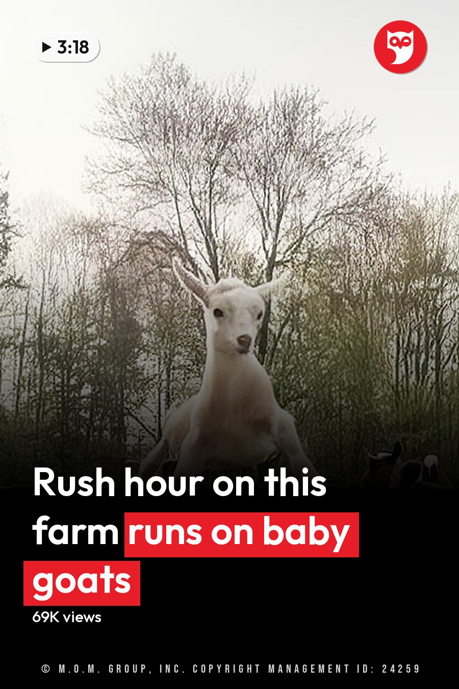 A white goat airborne in an outdoor enclosure surrounded by other colored goats, bare trees indicating late autumn or early spring, with natural earthy tones and sunlight illuminating the scene. The headline runs in white letters across the lower third.