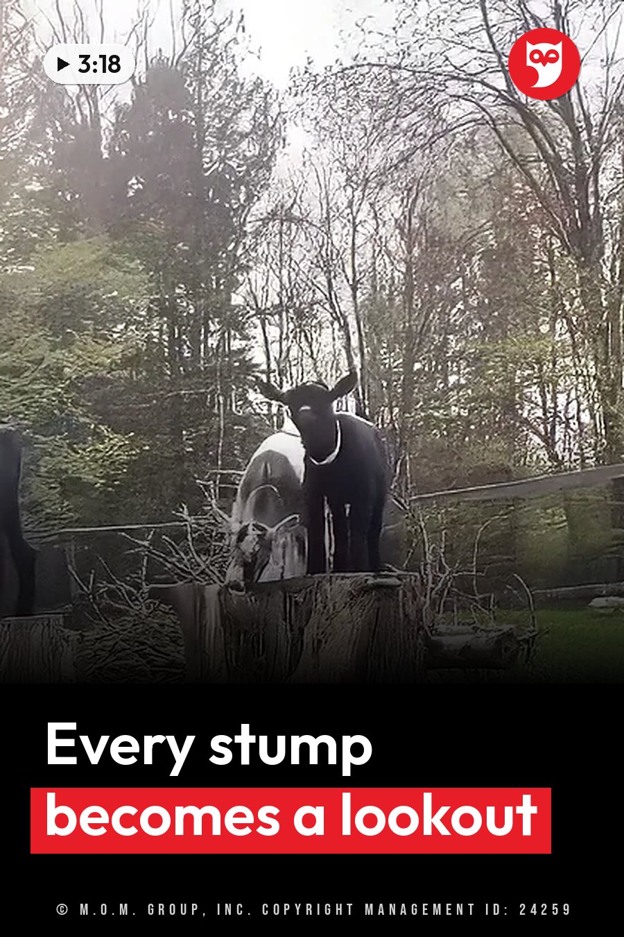 A small black animal stands on a wooden stump, with another animal nearby and trees in the background in daylight. A headline runs in white letters across the lower third.