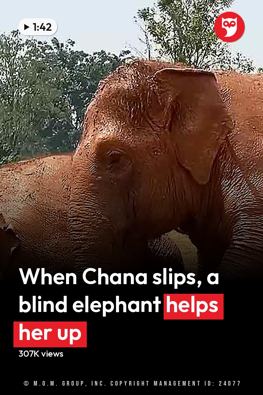 Adult Asian elephants in a zoo-like outdoor enclosure with trees and mountains, suggesting spring or summer. The scene is bathed in natural daylight. The headline runs in white letters across the lower third.