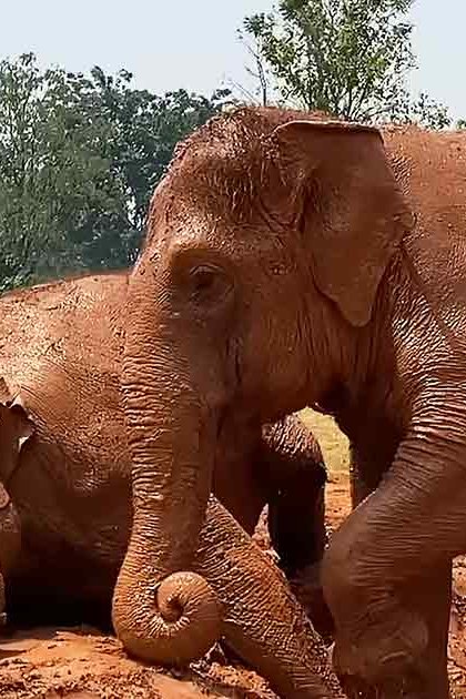 Adult Asian elephants in a zoo-like outdoor enclosure with trees and mountains, suggesting spring or summer. The scene is bathed in natural daylight.