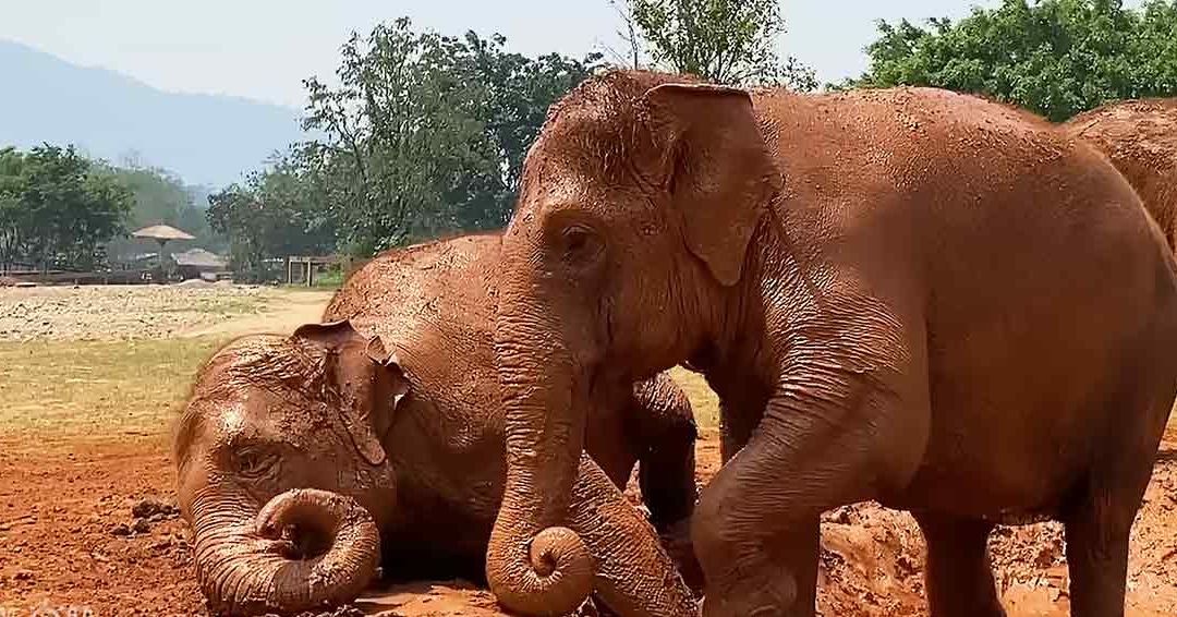 Adult Asian elephants in a zoo-like outdoor enclosure with trees and mountains, suggesting spring or summer. The scene is bathed in natural daylight.