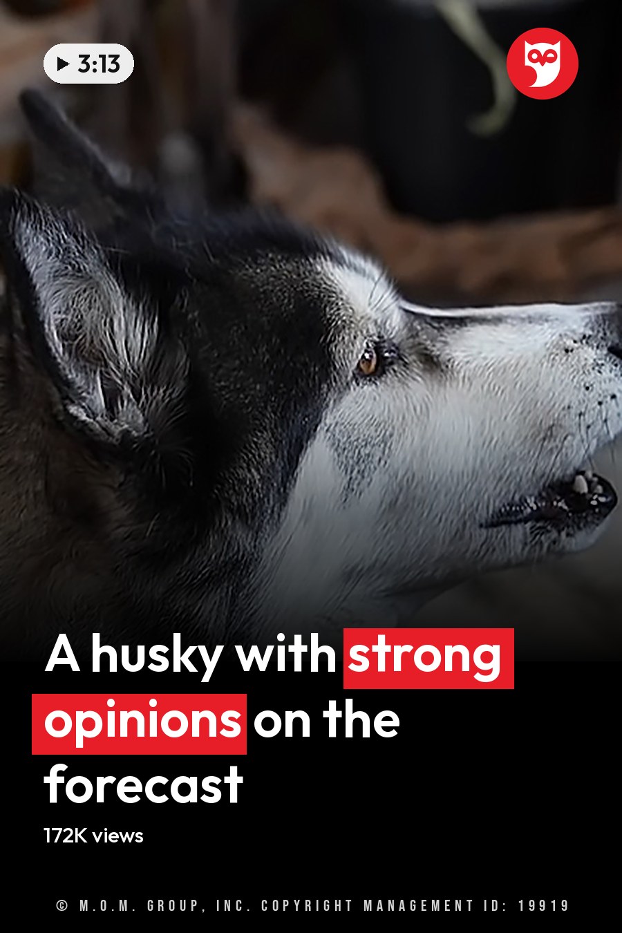 A husky with black and white fur marked with gray on its face and body, lying indoors on a blue mat or blanket. A wooden piece of furniture is visible in the background. The headline runs in white letters across the lower third.