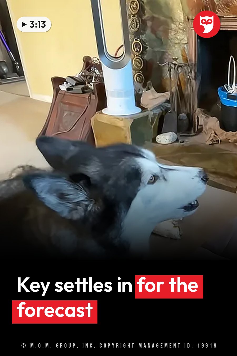 A black-and-white dog lies on a floor near a standing fan and a set of fireplace tools. A headline runs in white letters across the lower third.