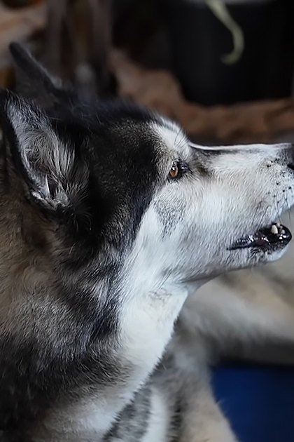 A husky with black and white fur marked with gray on its face and body, lying indoors on a blue mat or blanket. A wooden piece of furniture is visible in the background.