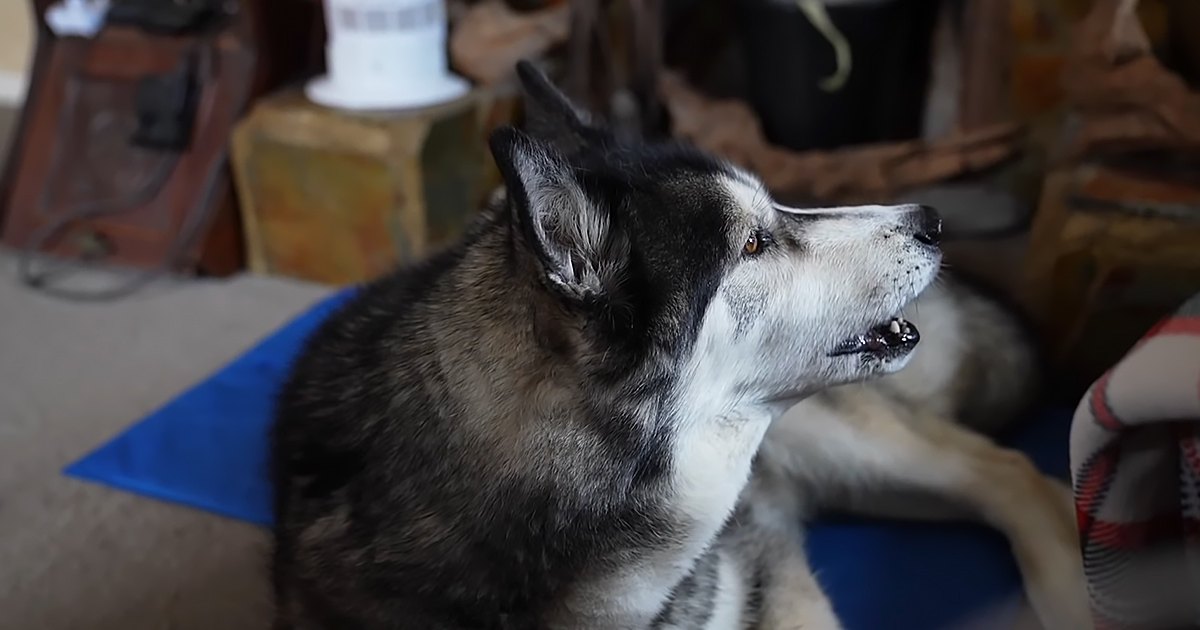 A husky with black and white fur marked with gray on its face and body, lying indoors on a blue mat or blanket. A wooden piece of furniture is visible in the background.