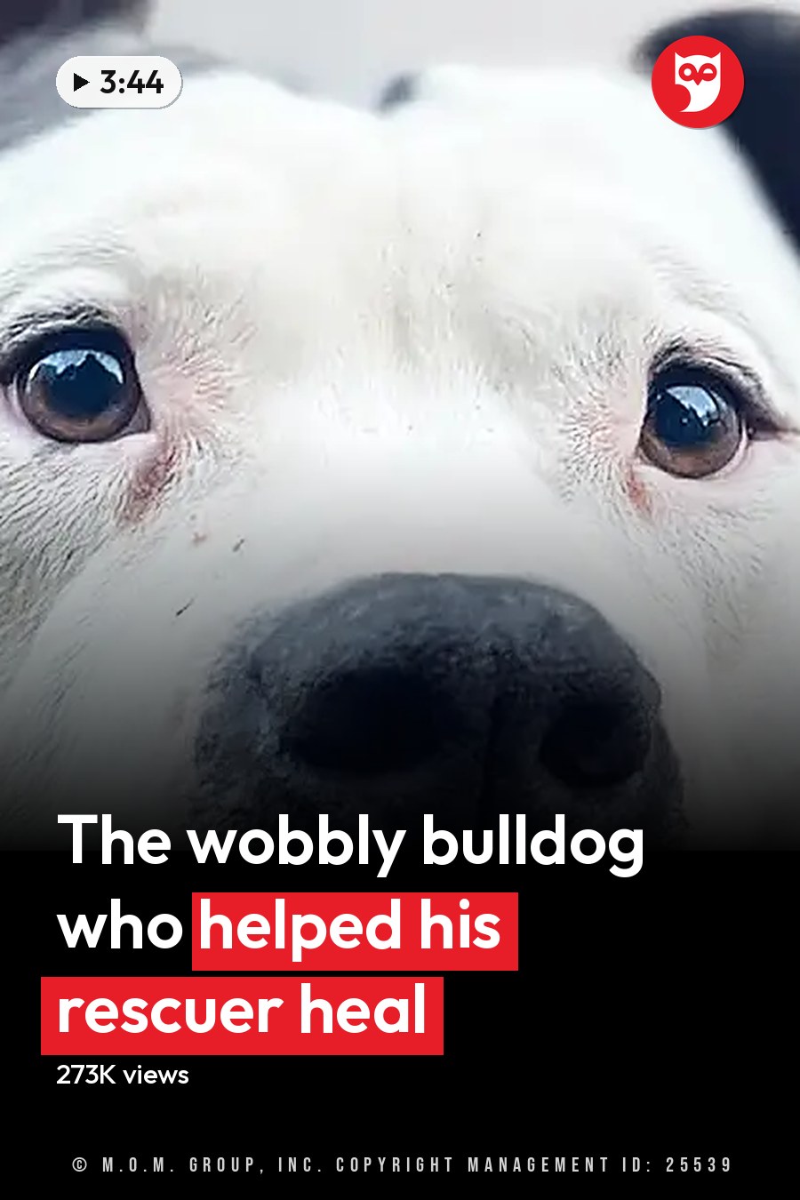 A dog with white fur and black markings around its nose and ears, standing outdoors near a light-colored wall, possibly an American Bulldog breed. The headline runs in white letters across the lower third.