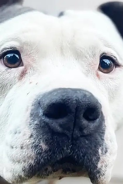 A dog with white fur and black markings around its nose and ears, standing outdoors near a light-colored wall, possibly an American Bulldog breed.