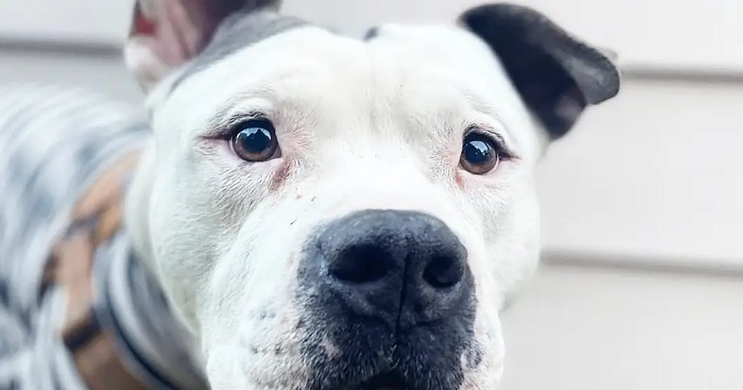 A dog with white fur and black markings around its nose and ears, standing outdoors near a light-colored wall, possibly an American Bulldog breed.