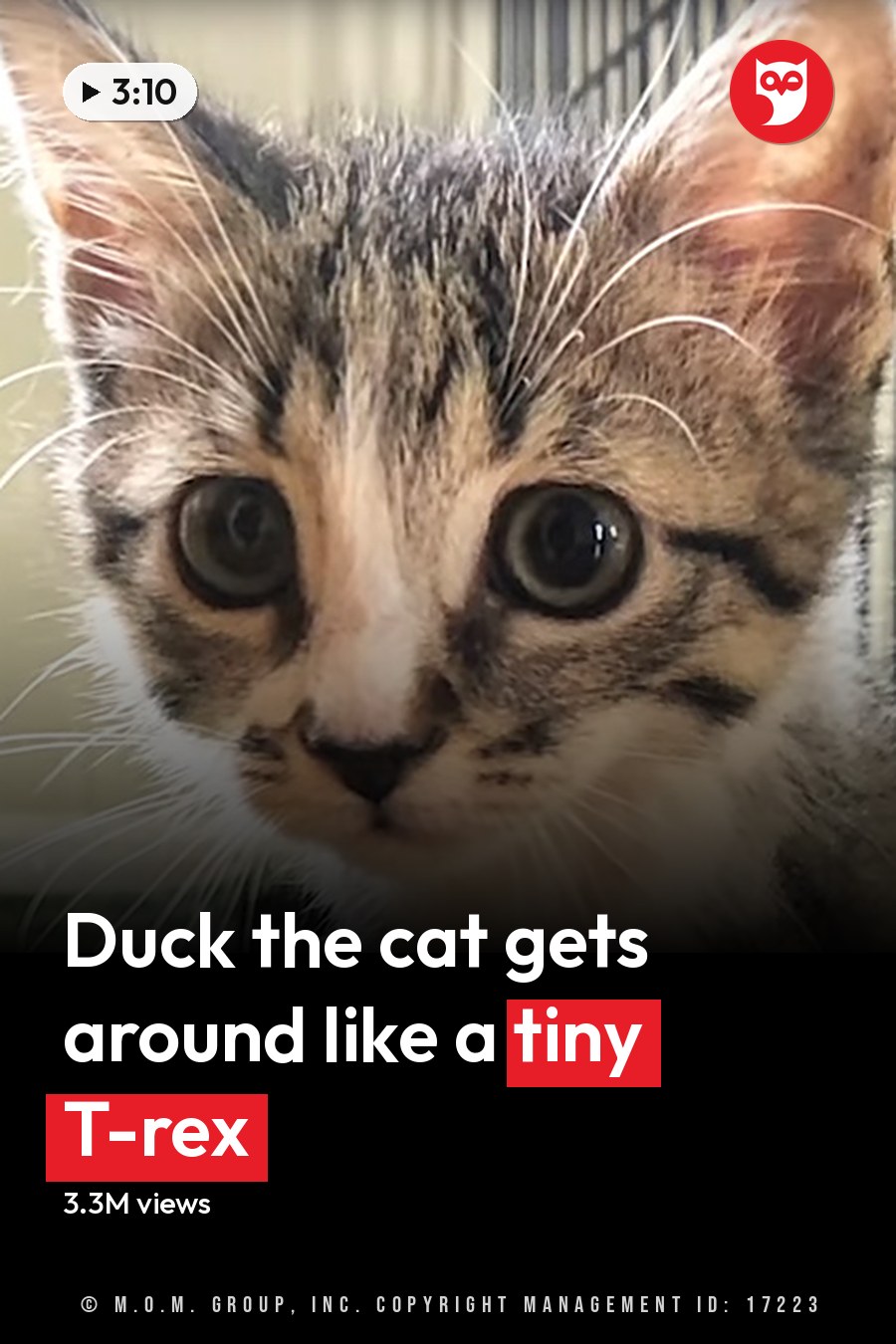 Tabby kitten with brown and black markings in a shelter setting with artificial lighting. The headline runs in white letters across the lower third.