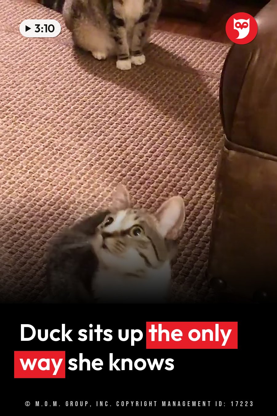 Two cats on a carpeted floor, one looking up with wide eyes and the other sitting upright nearby. A headline runs in white letters across the lower third.