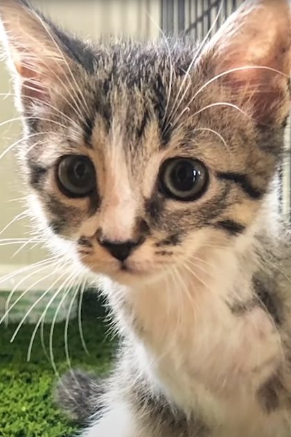 Tabby kitten with brown and black markings in a shelter setting with artificial lighting.