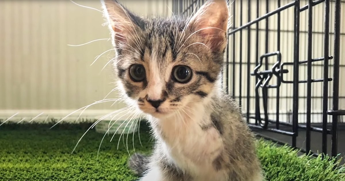 Tabby kitten with brown and black markings in a shelter setting with artificial lighting.