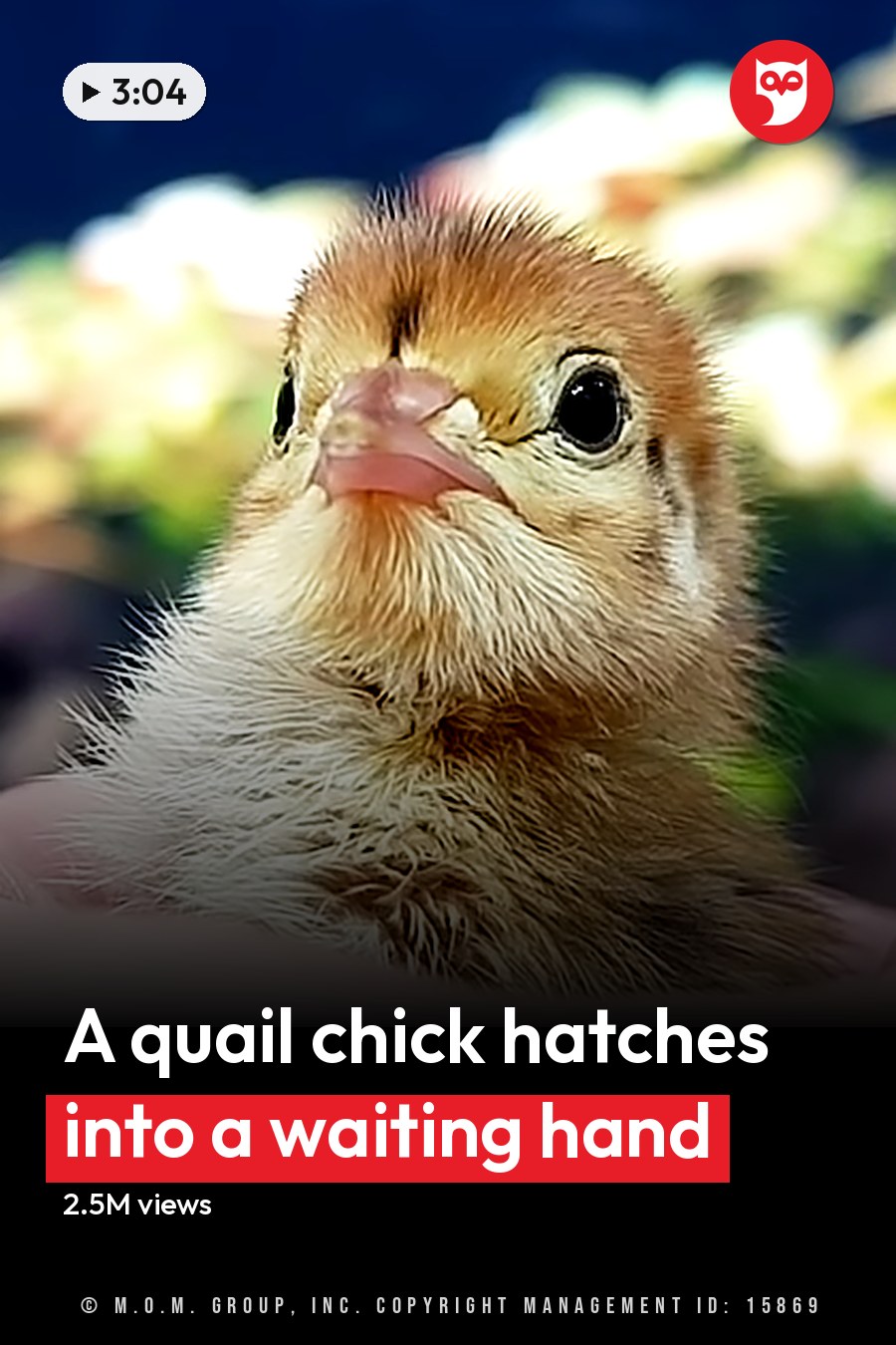 A baby chick with light brown feathers and large black eyes indoors, held gently by a hand against a blurred background of greenery and flowers. The headline runs in white letters across the lower third.