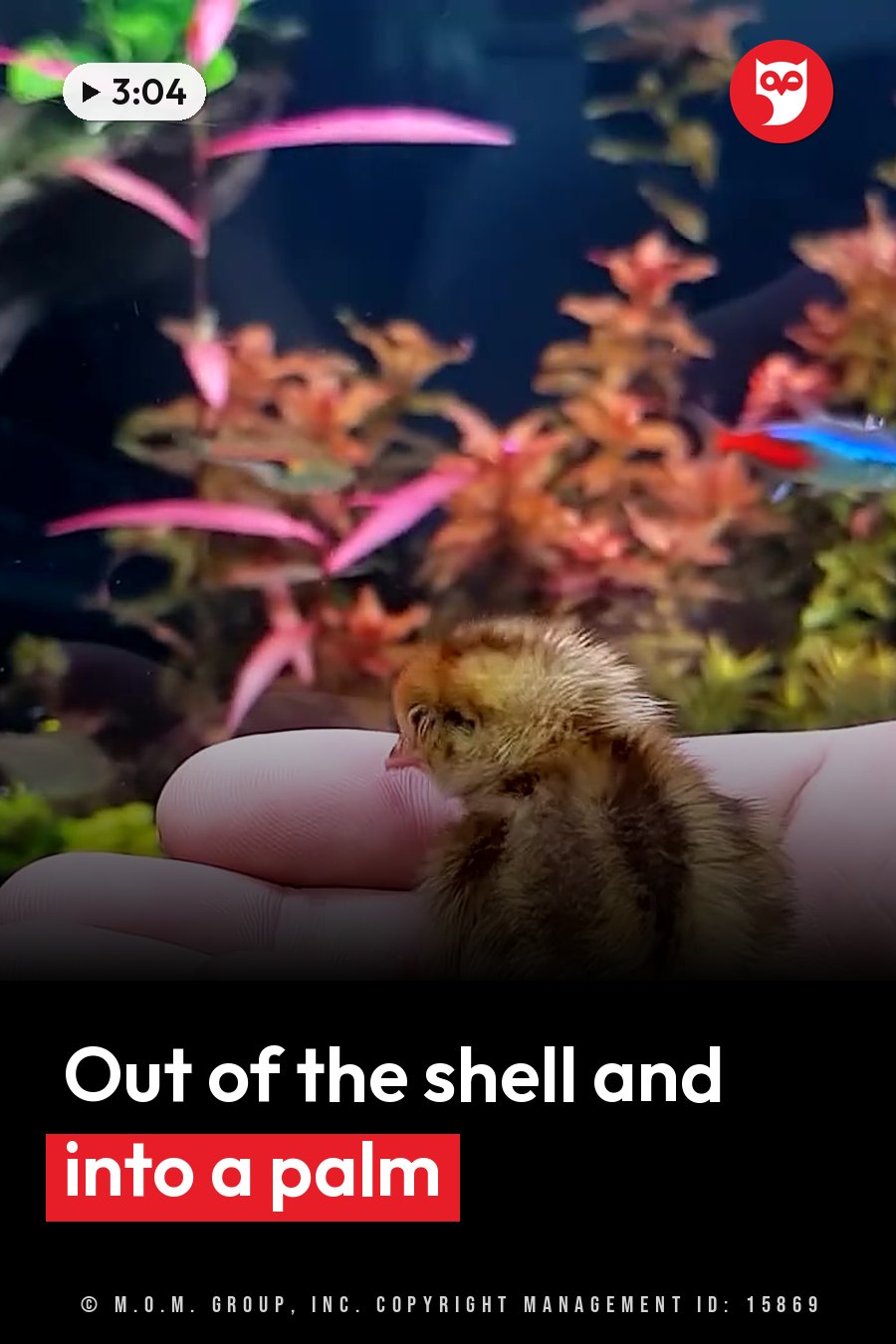 A small chick rests on a person's hand near an aquarium with colorful plants and fish swimming inside. A headline runs in white letters across the lower third.