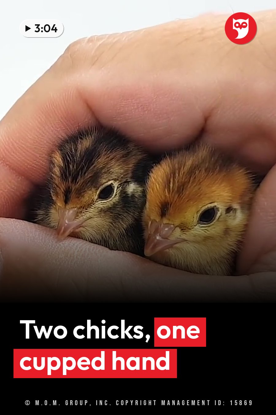 Two small chicks rest together inside a person's cupped hand against a white background. A headline runs in white letters across the lower third.